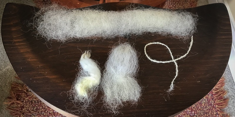 Llanwenog wool locks turn creamy white after the fleece is washed. Photos by Kate Larson