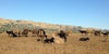 Spring Palette: Sally Fox’s Colorful California Lambs Image