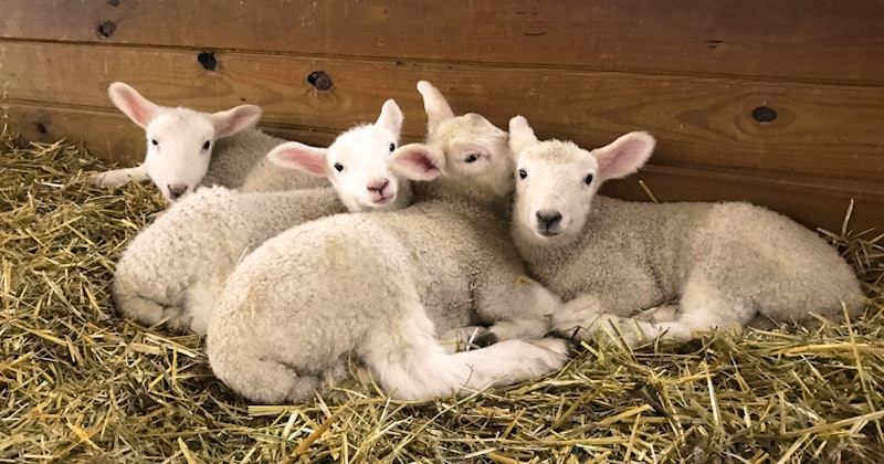 Larson_DP_flock_1