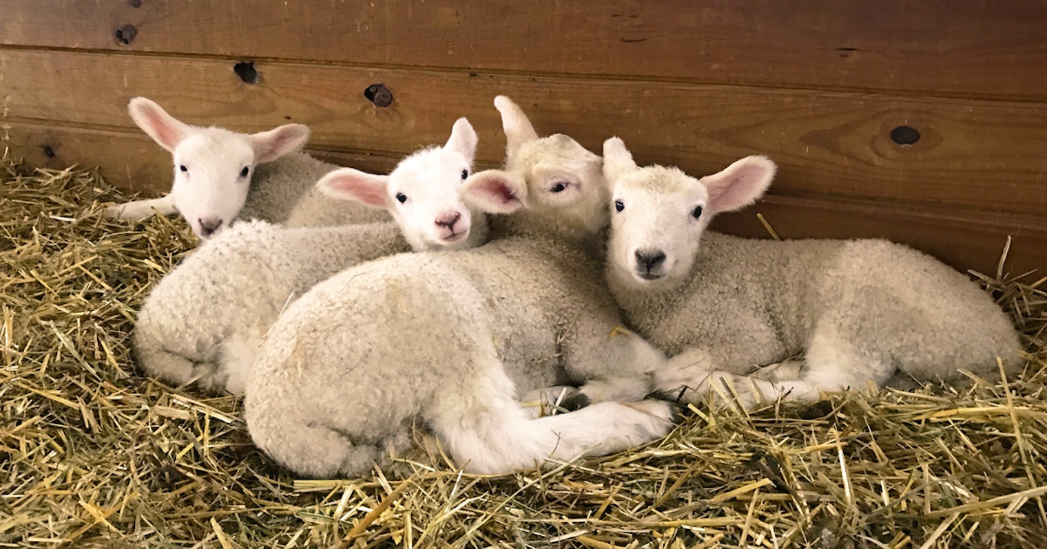 Larson_DP_flock_1