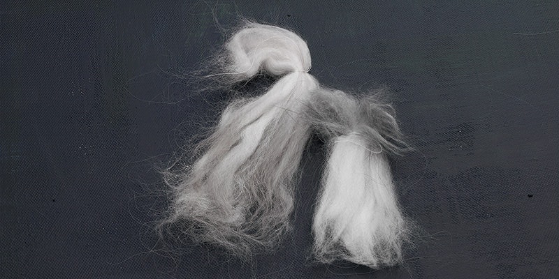 Angora fibers can grow longer than you might expect. If you look closely, you can see that both coats are included in the locks. Photo by Joe Coca