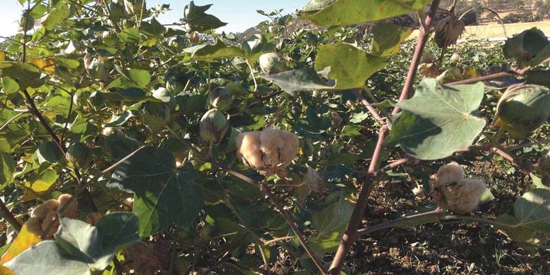 Fox_cotton_small--CROP-800 new