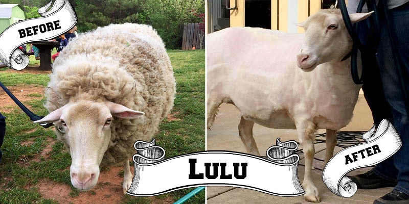 Lulu_before_and_after_header
