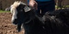 Collecting Cashmere in Kyrgyzstan Image