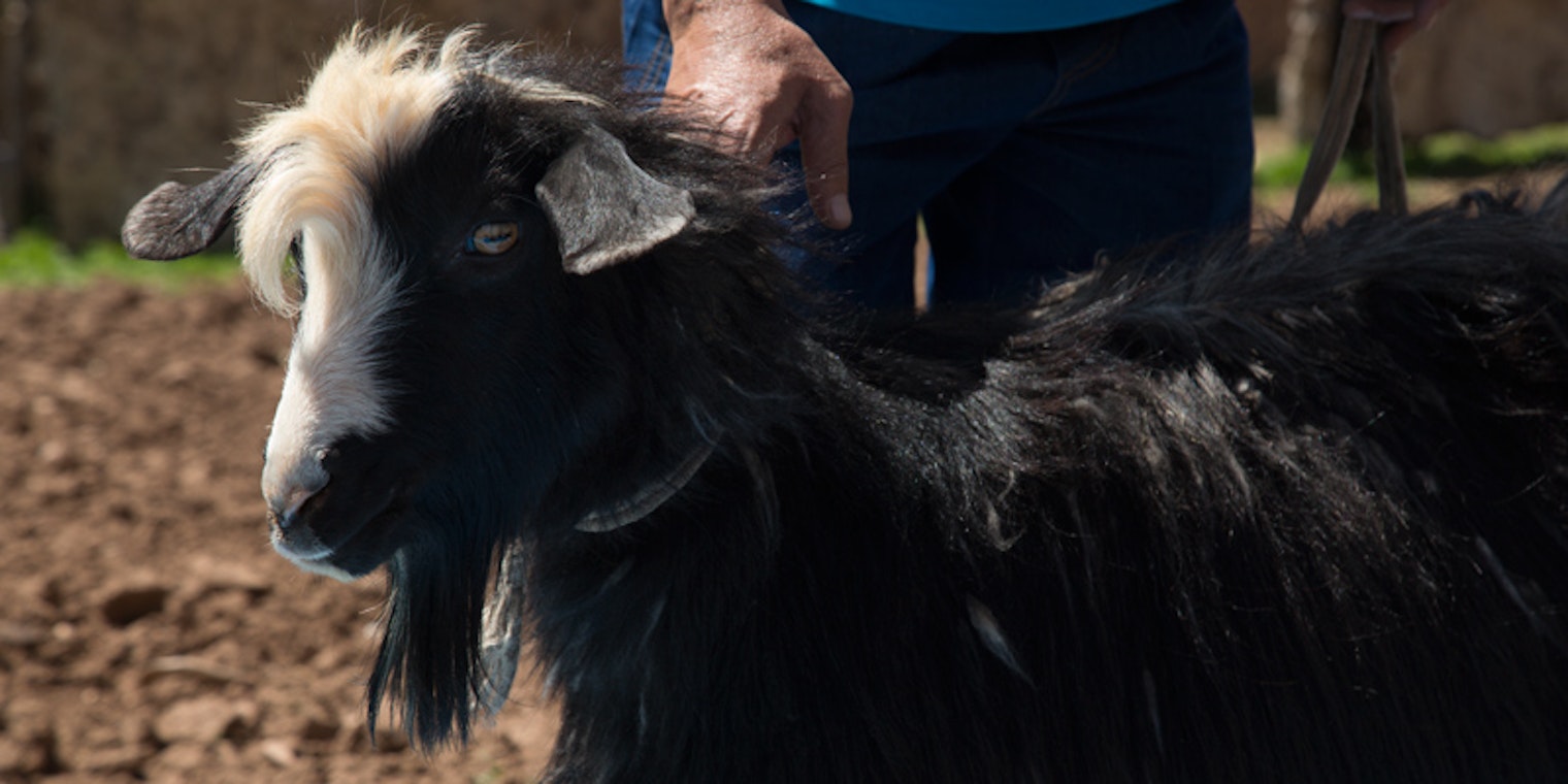Jaidari-goat-rectangle