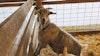 At the Sheep Show: Rhinebeck Roundup Image