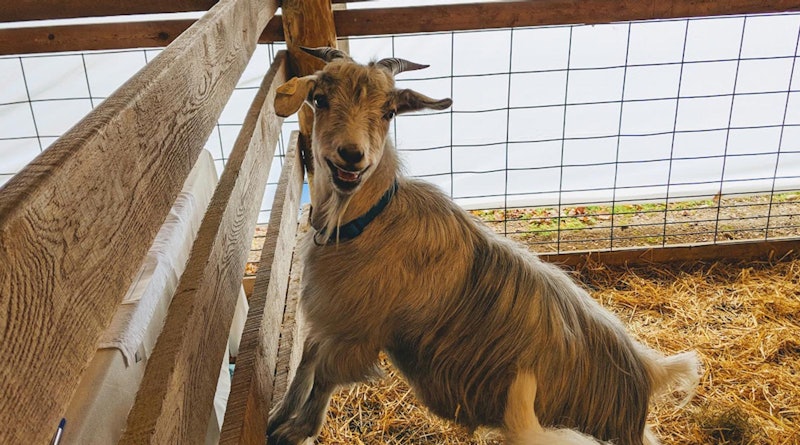 smiling goat