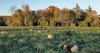 The Grass Beneath a Sheep’s Fleece Image