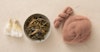 Dyeing with Buckthorn Image