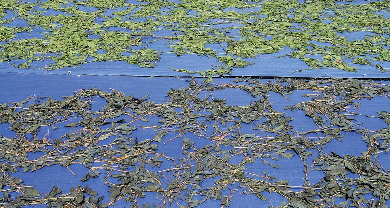 Growing-Indigo-in-Indiana-8