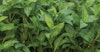 Growing Indigo in Indiana Image