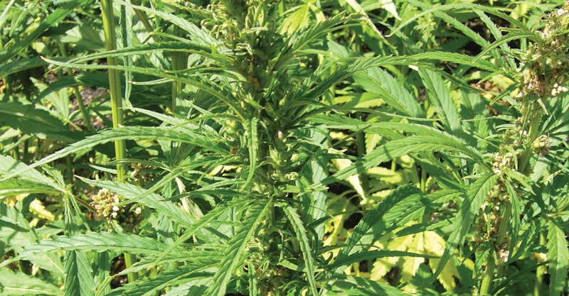 staight-talk-on-hemp-1