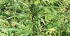 Straight Talk on Hemp: Legends and Truths About the Forbidden Fiber Image