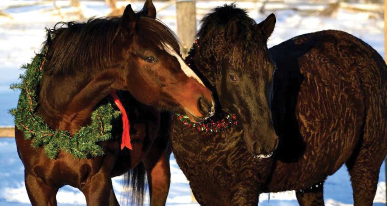 curly-horse-4