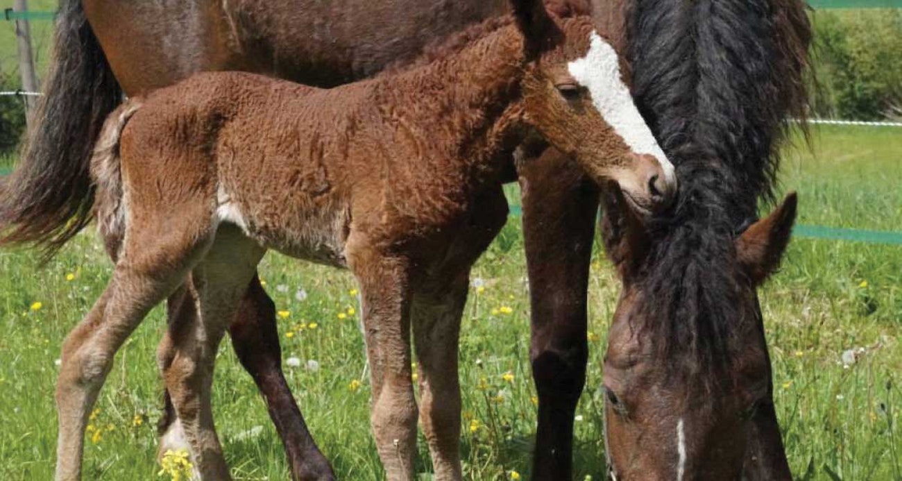 curly-horse-5
