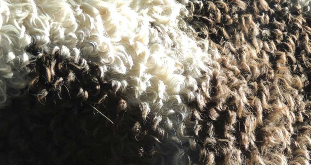 curly-horse-8