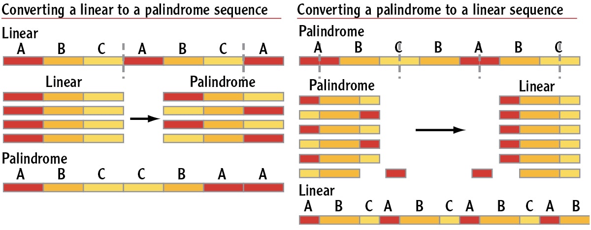 The-Fractal-Stripe-5