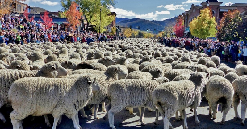 The Sheep Parade is one of the many highlights of the Idaho Trailing of the Sheep Festival. Photo by Carol Waller