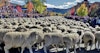 Idaho’s Trailing of the Sheep Festival Image