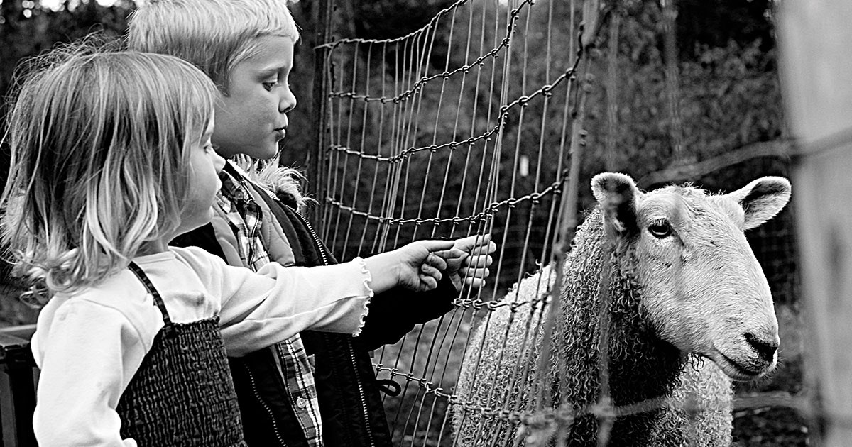 Header-My-Local-Wool