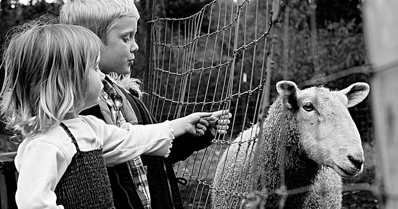 Header-My-Local-Wool