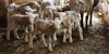 For Spring Lambing, Vet Students Make House Calls Image