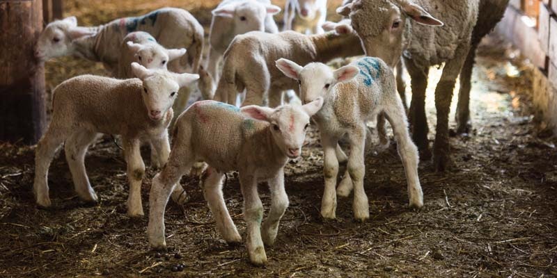 lambing