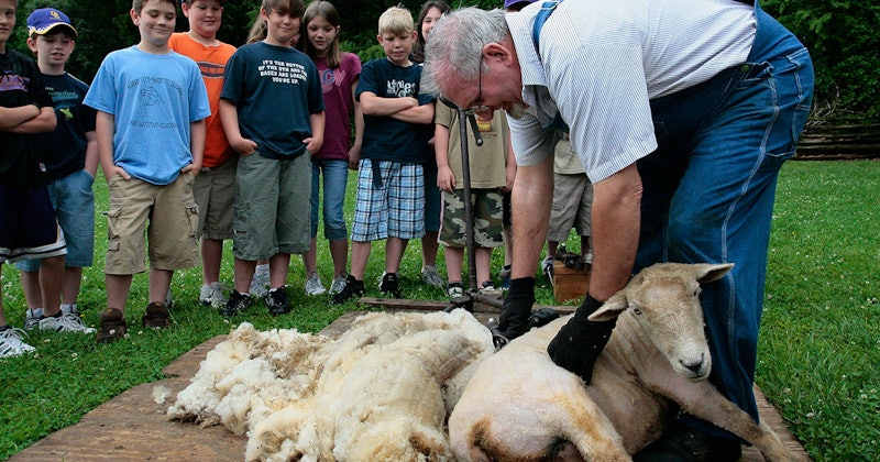Header-Sheep-Shearing