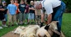 Rite of Spring: Sheep Shearing Day Image