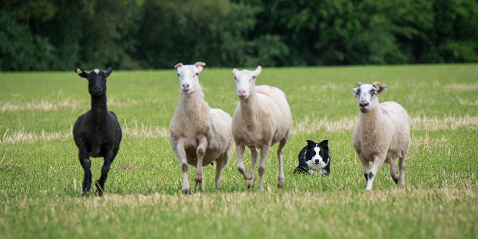 A border collie corrals its flock. Photo by JaderBug Photography