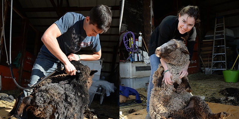 sheep-shearing-Blow-by-Blow