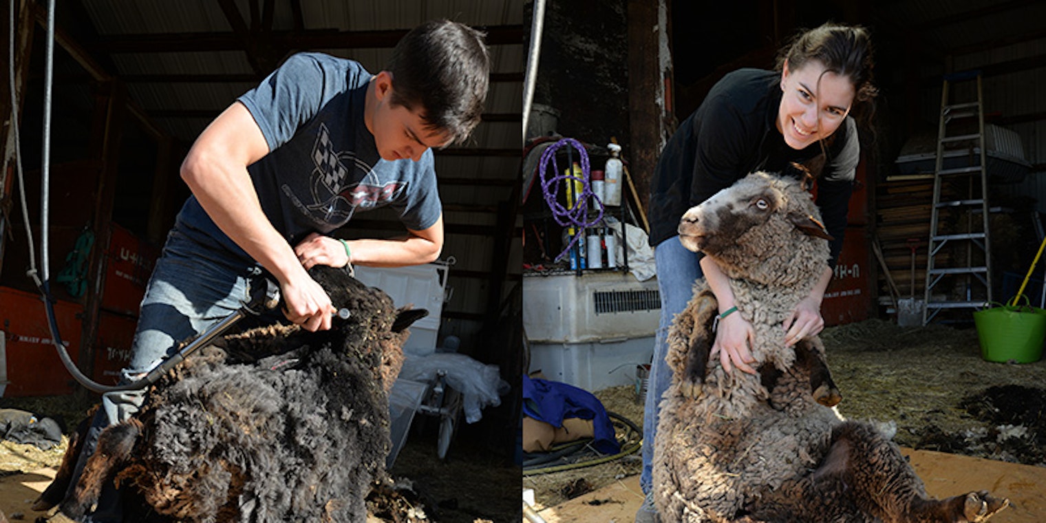 sheep-shearing-Blow-by-Blow