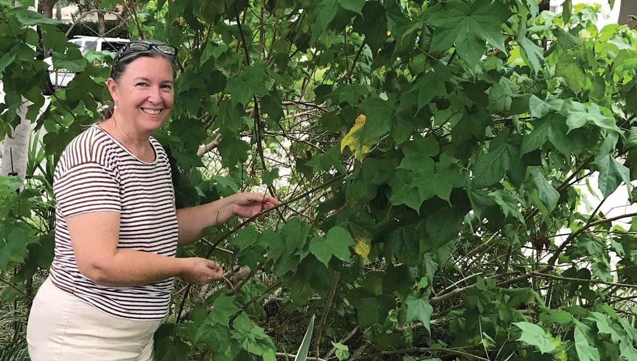 The Joy of Spinning Florida Native Cotton Spin Off