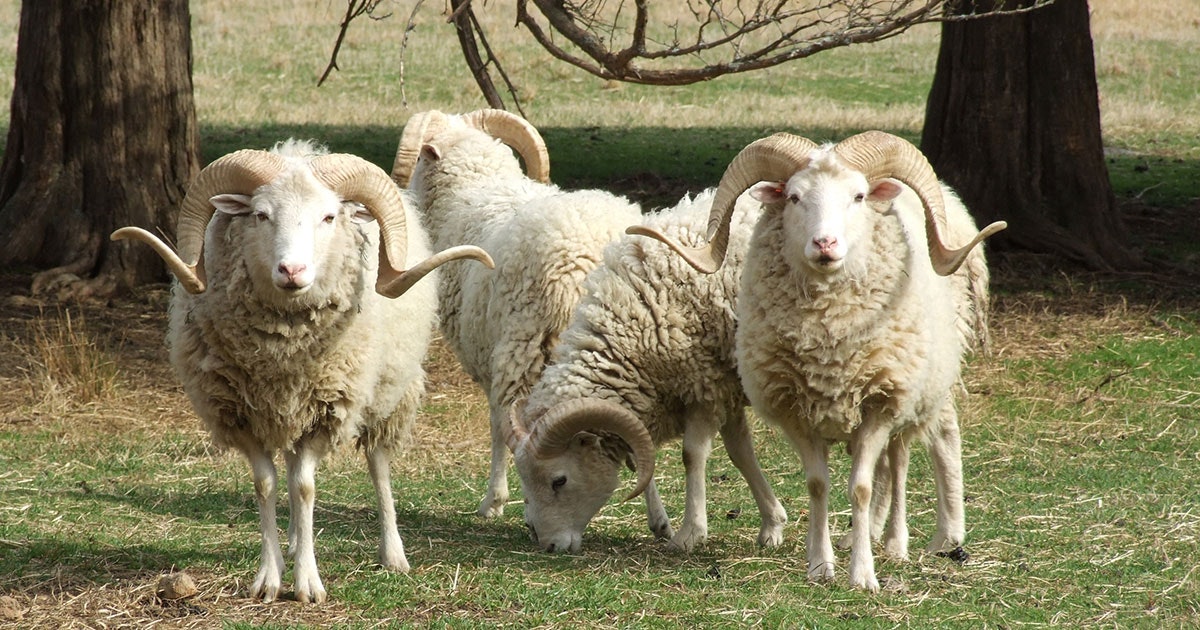 Header-Gulf-Coast-rams