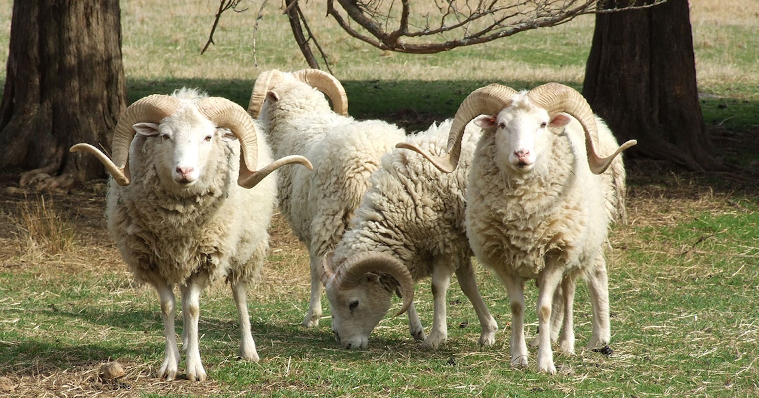 Header-Gulf-Coast-rams