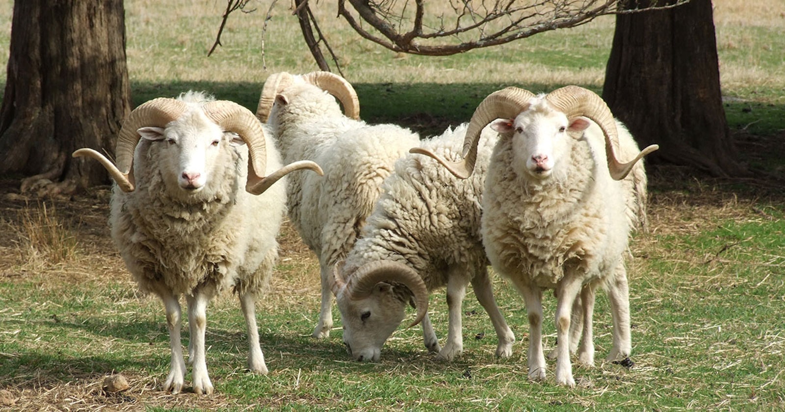 Challenge Accepted! Shave ‘Em to Save ‘Em Spin Off