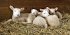 Roving Reporter: Lambing Season Arrives! Image
