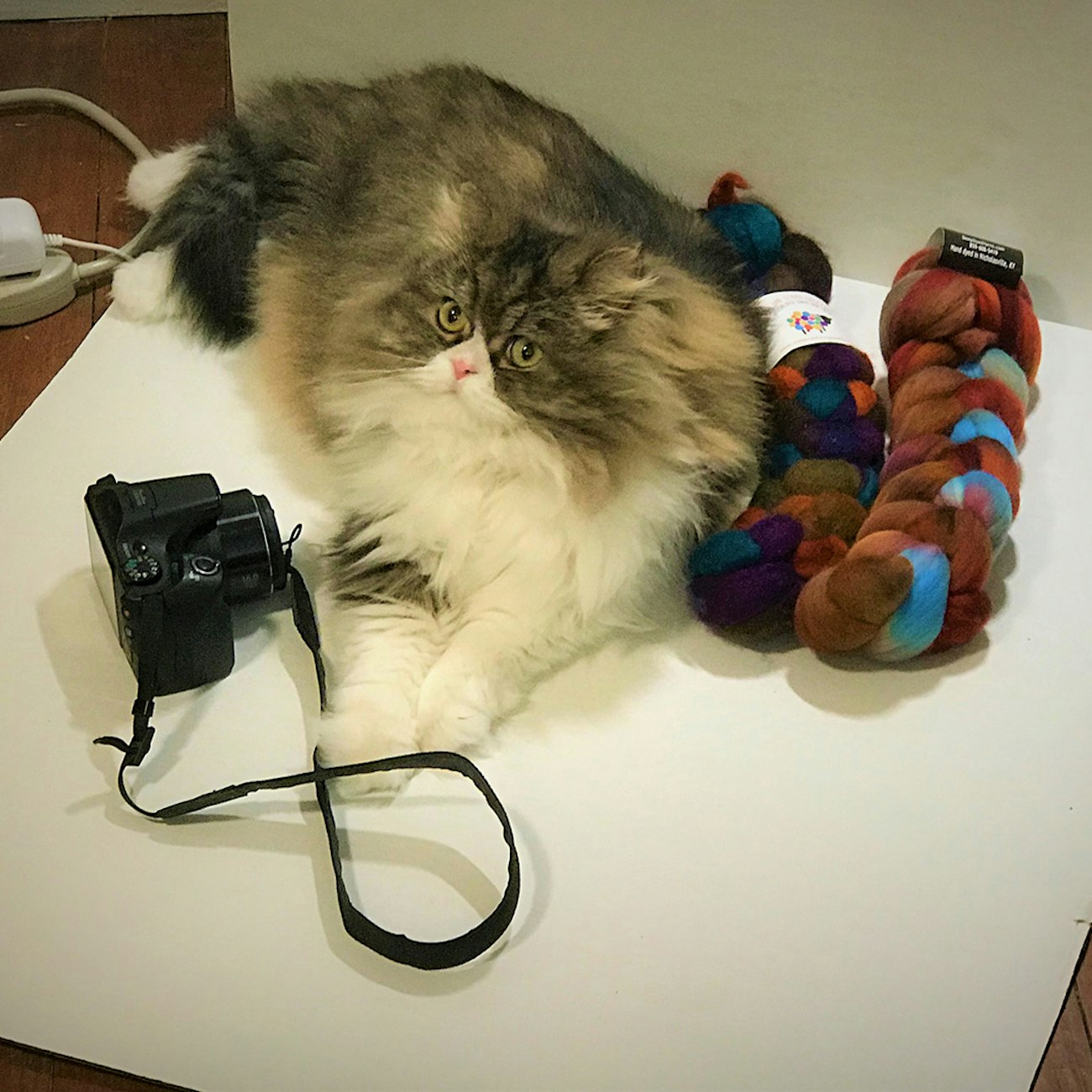 Cat Strikes a Pose