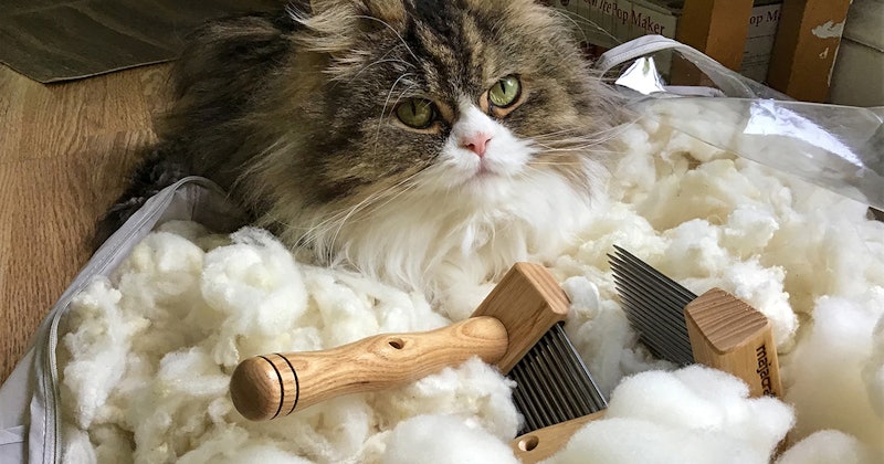 Header-Cat-and-Combs