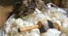 Her Handspun Habit: A Spinster Gets a Cat Image