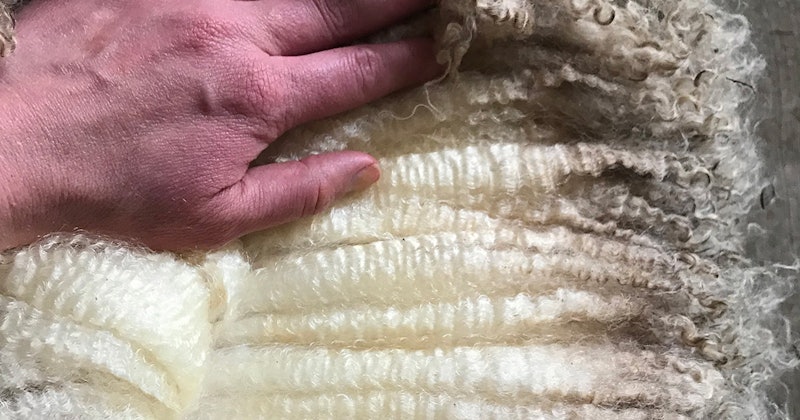 Header-Strong-Wool