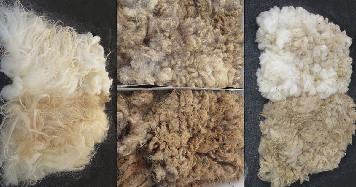 Header-Collage-washed-raw,--top-Kerry-Hill,-middle-mix-sheep,-bottom-WGH