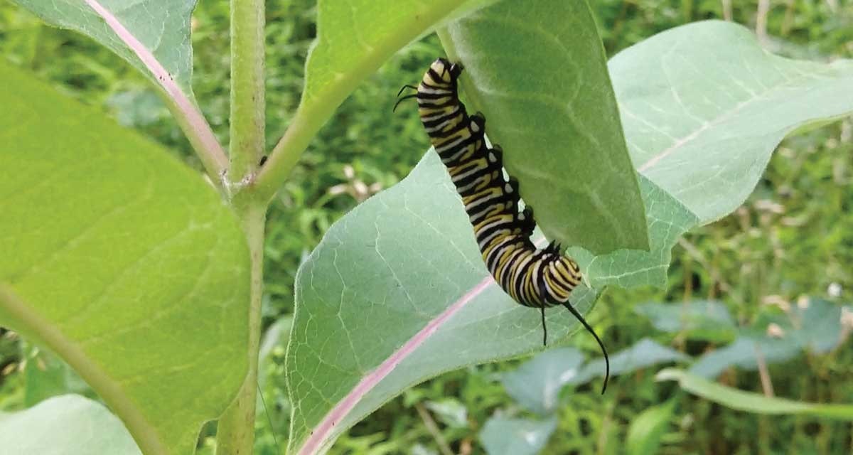 monarch-milkweed-2