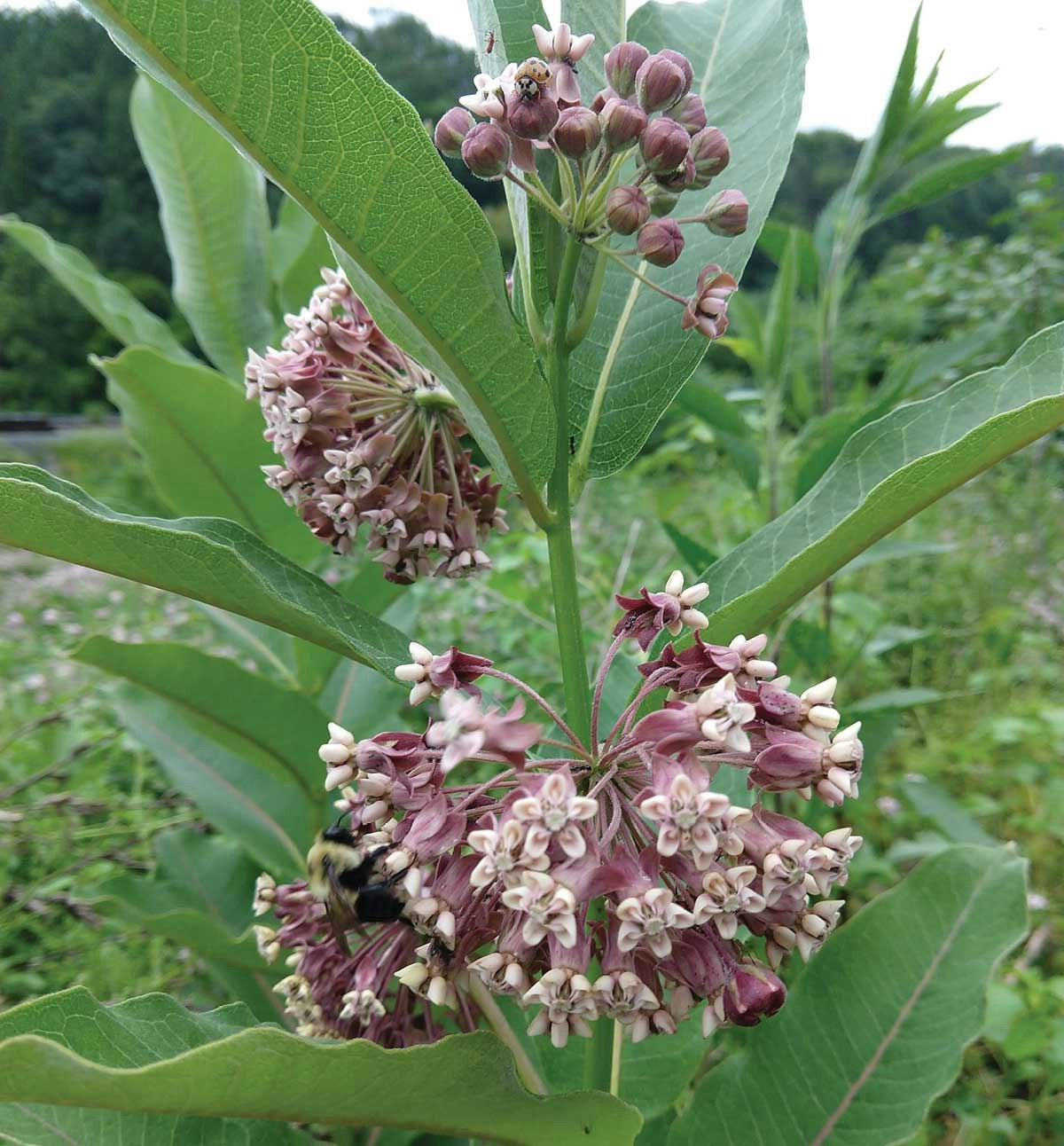 monarch-milkweed-3