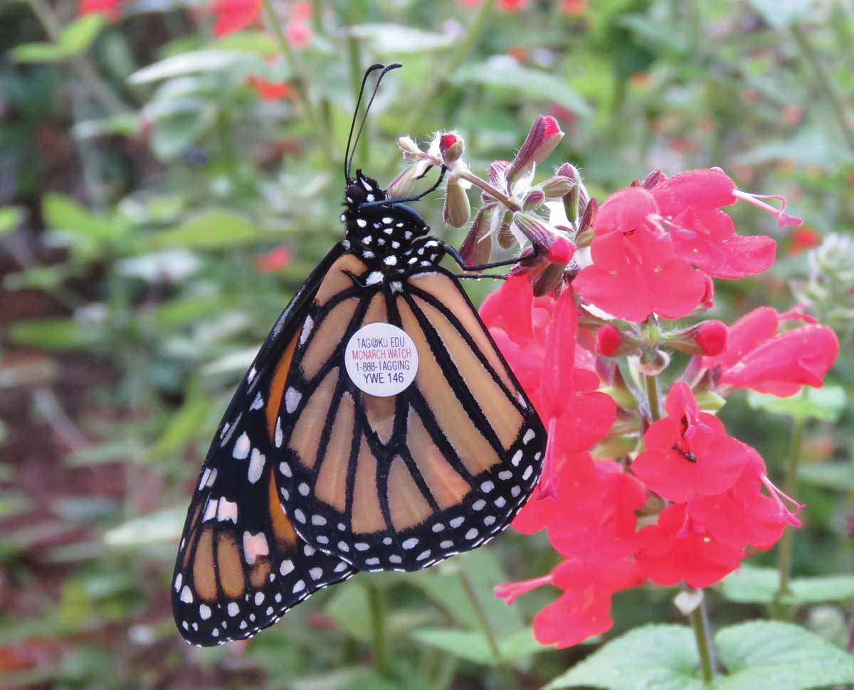 monarch-milkweed-4