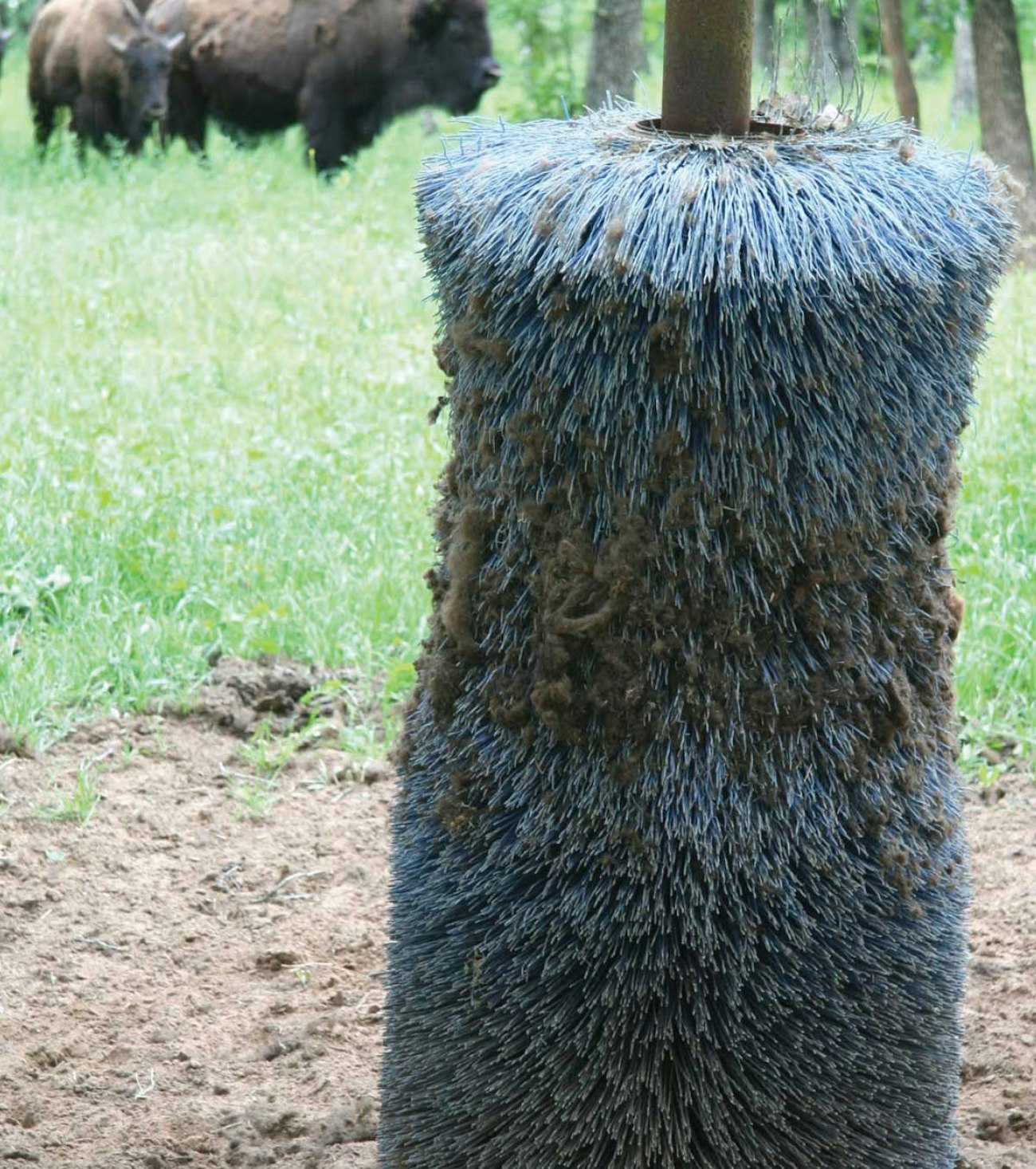 american-bison-2