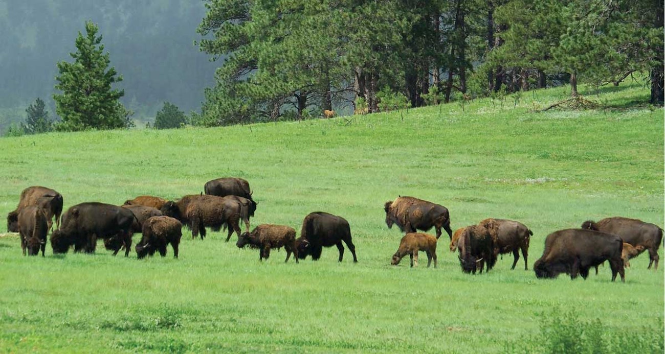 american-bison-4
