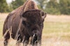 American Bison: Modern Fiber from a Native Species Image