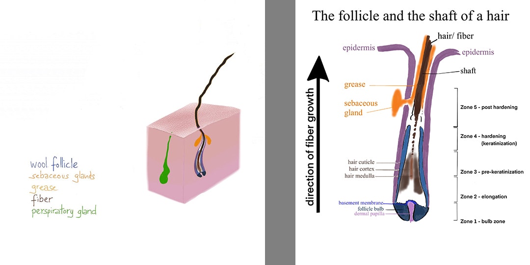 upgraded-version-of-the-drawing-“The-follicle-and-the-shaft-of-a-hair”.-no-citation