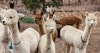 Crew Cut: Alpaca Shearing Image
